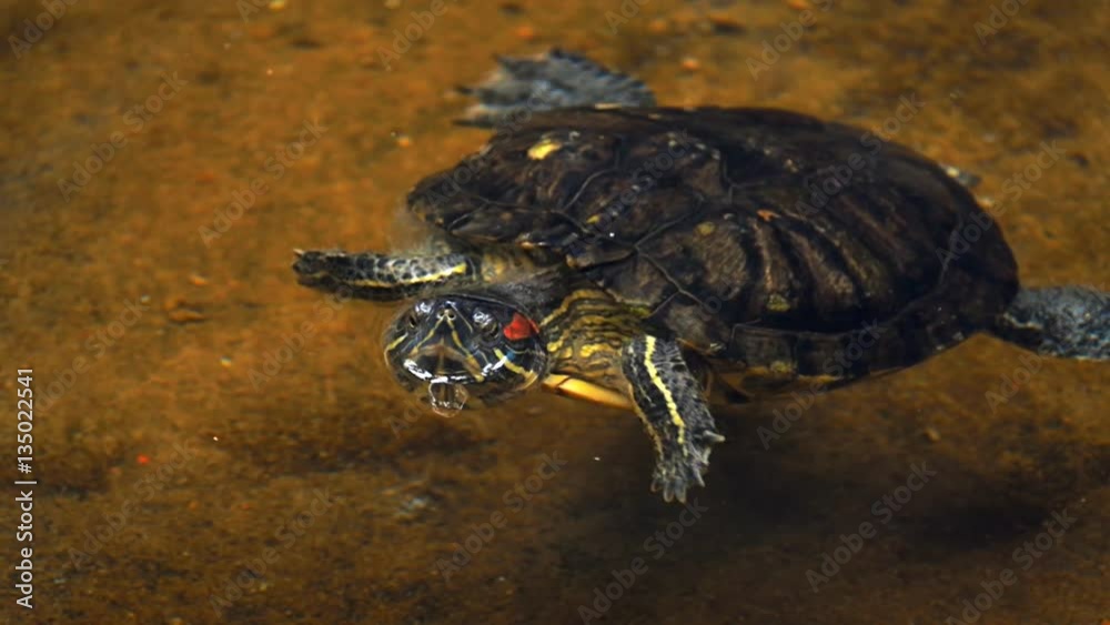 Sea turtle swims in water of pond Sea turtle swims in water of pond