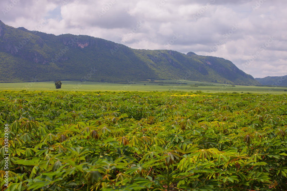 Cassava farm in front of mountain background Cassava farm in front of mountain background