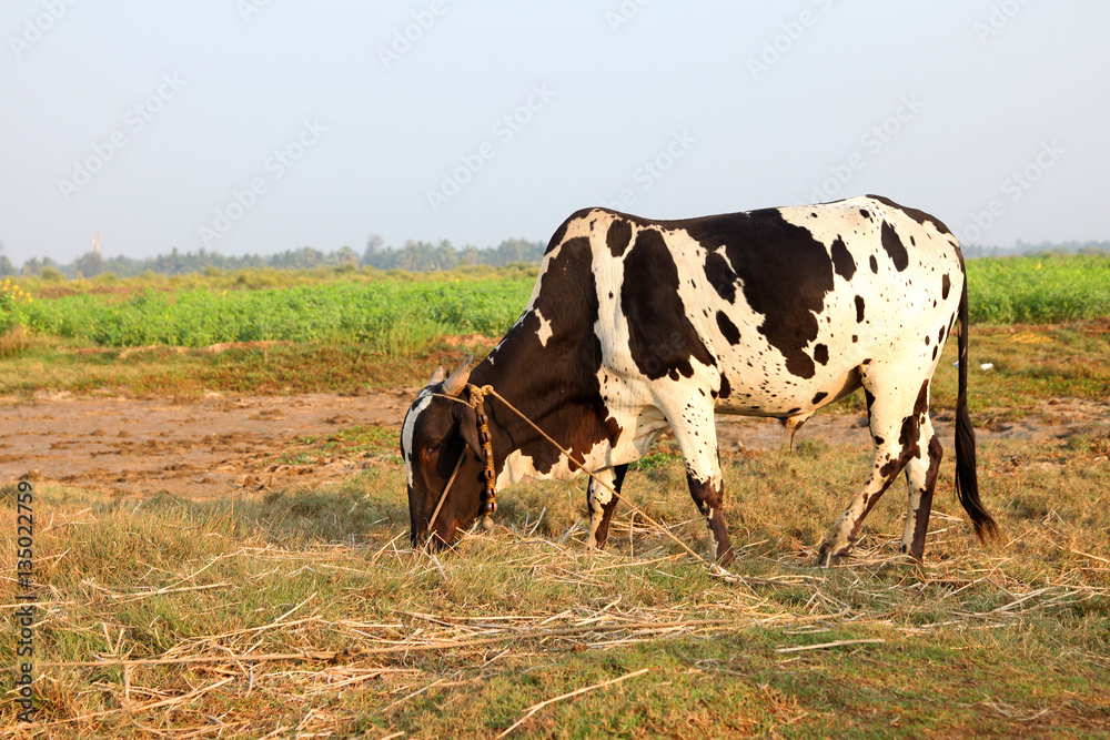Curious cow eating grass at the field