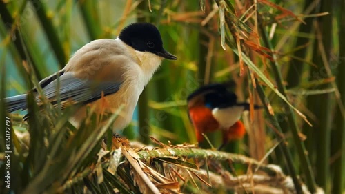 Little beautiful, bright and colorful birds on the branches of a tree