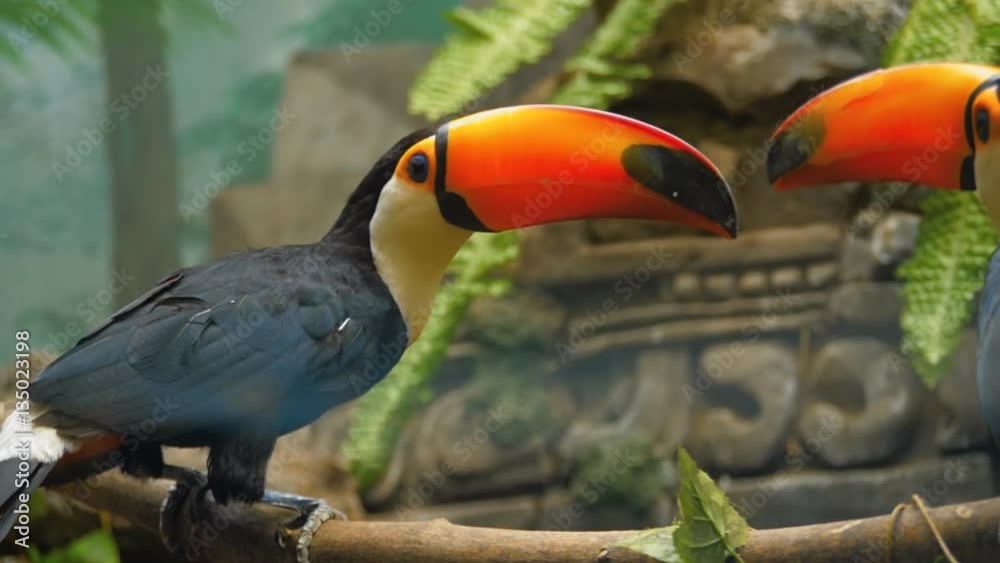 Exotic, tropical, beautiful with a large orange beak birds toucan are sitting on a tree branch and carefully look around