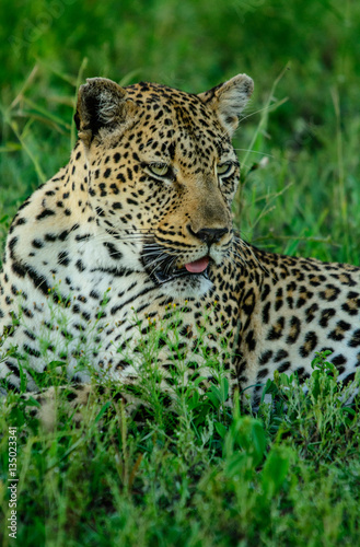 African leopard portrait with summer background, Sabi Sand Game Reserve, South Africa