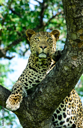 African leopard resting in branches of a tree, Sabi Sand Game Reserve, South Africa