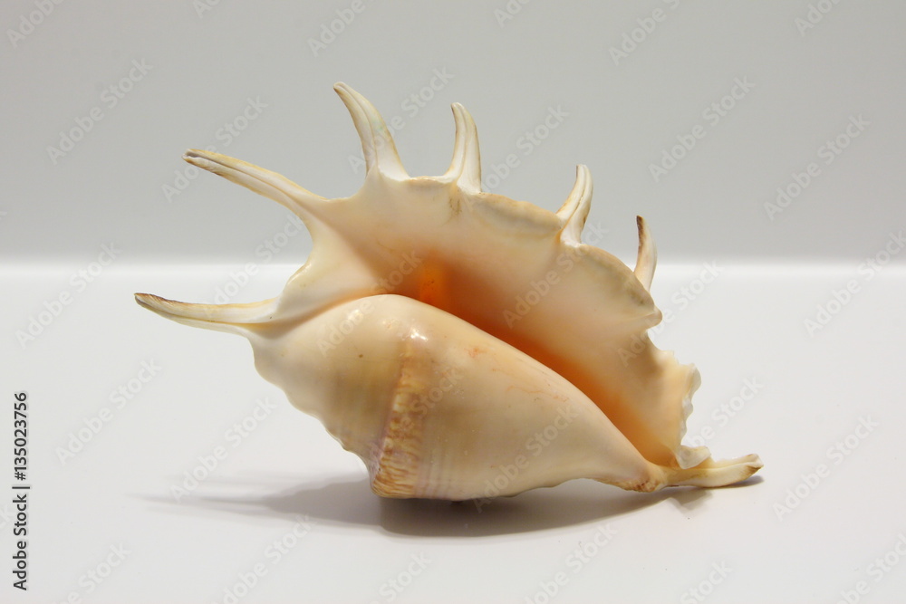 Seashell Lambis isolated on white Seashell Lambis isolated on white