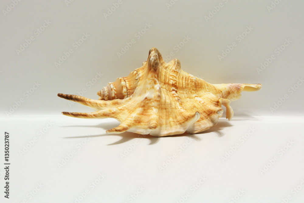 Seashell Lambis isolated on white Seashell Lambis isolated on white