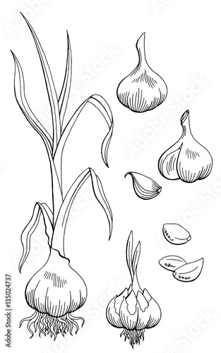 Garlic graphic black white isolated sketch illustration vector