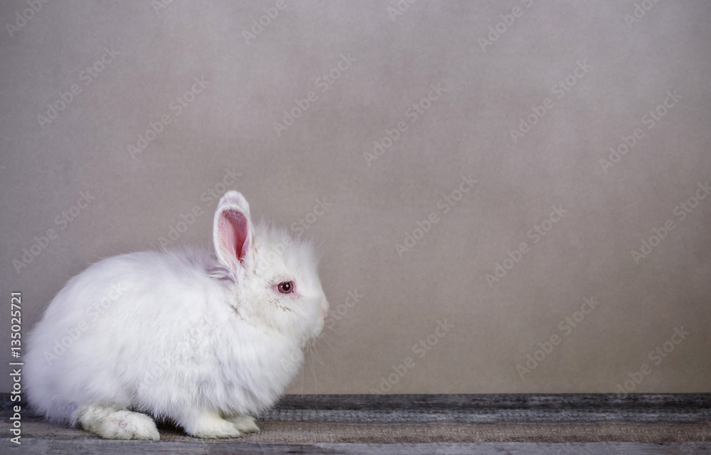 Old paper background with white rabbit sitting on wooden surface