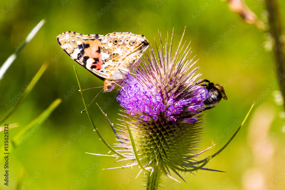 Schmetterling und Biene