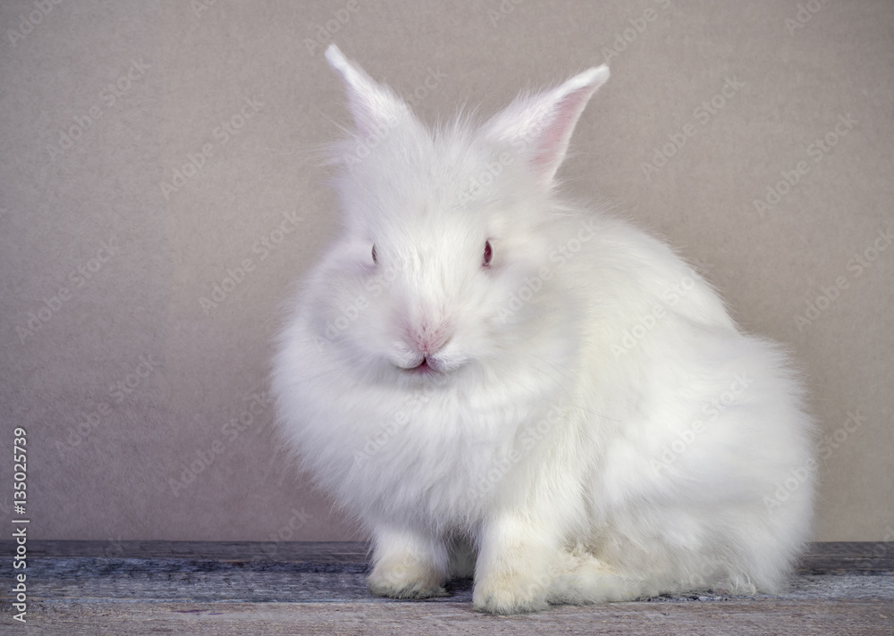 white rabbit close up sitting on wooden surface