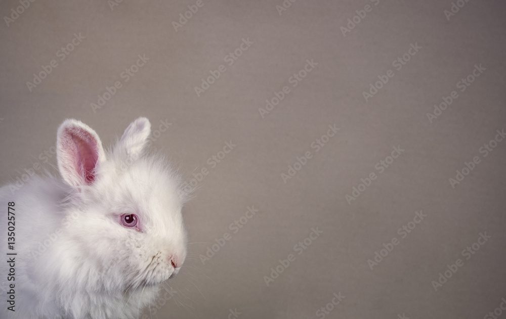 vintage paper background with white rabbit head close up