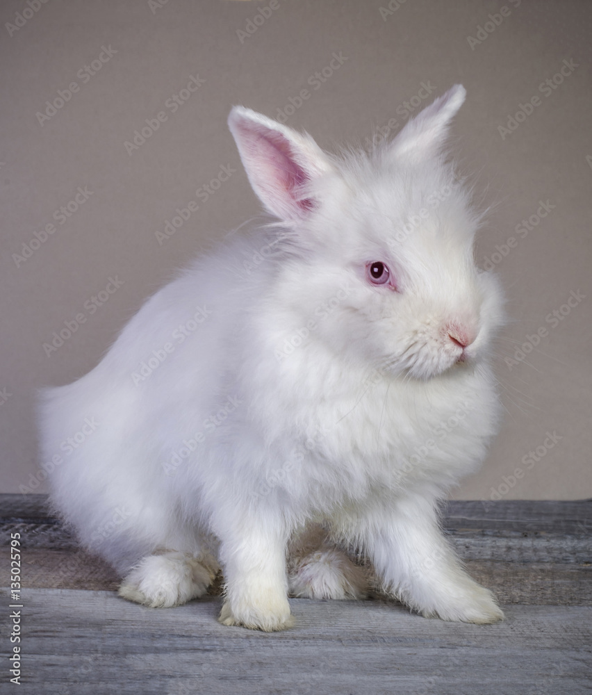 white rabbit sitting on wooden surface