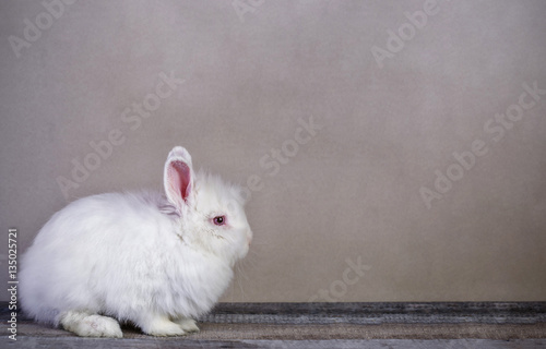 Obraz na płótnie Old paper background with white rabbit sitting on wooden surface w salonie