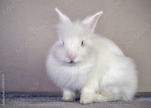 Obraz na płótnie white rabbit close up sitting on wooden surface w salonie