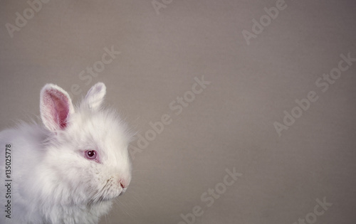 Obraz na płótnie vintage paper background with white rabbit head close up w salonie