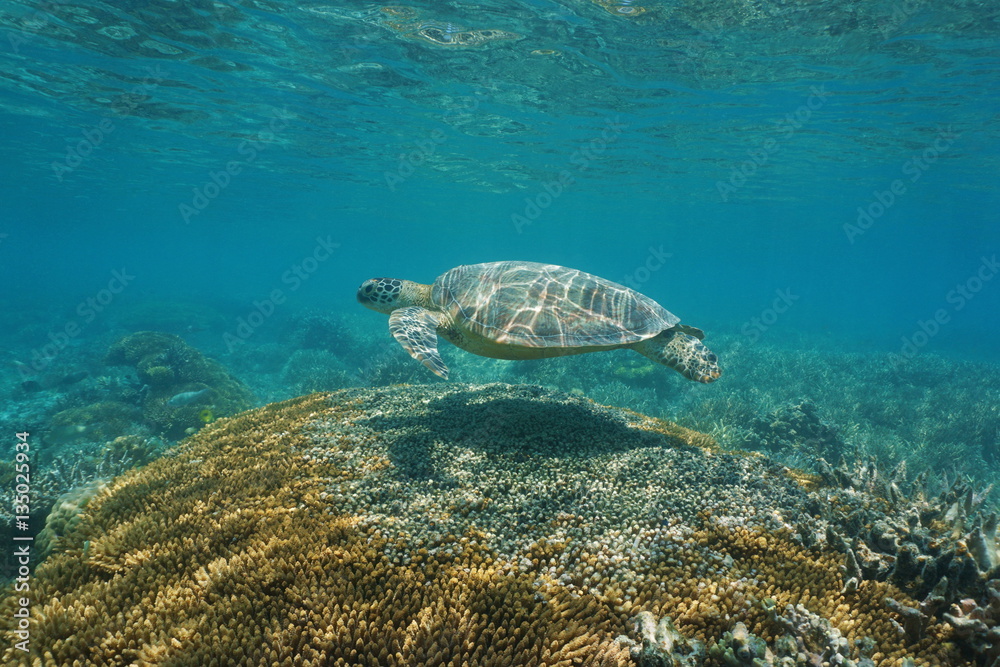 Obraz premium A green sea turtle with coral under the sea, south Pacific ocean, New Caledonia 