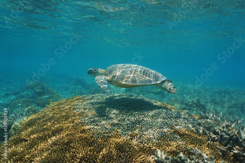 A green sea turtle with coral under the sea, south Pacific ocean, New Caledonia   © dam