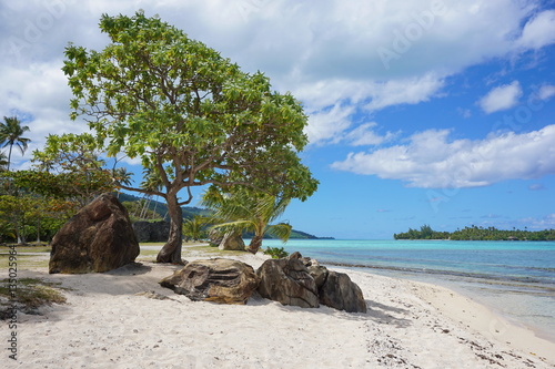 Coastal landscape, sandy beach with rocks and tree on the south of Huahine island, French Polynesia, Pacific ocean 