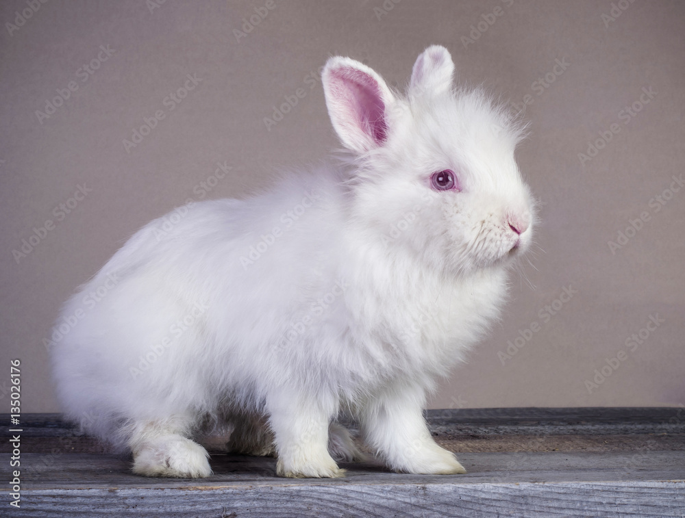 Cute little white rabbit standing on wooden surface