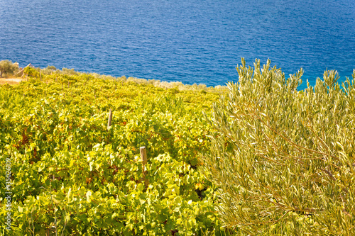 Vineyard and olive plantage by the sea