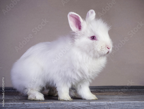 Obraz na płótnie Cute little white rabbit standing on wooden surface w salonie