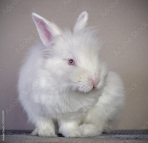 Cute little white rabbit sitting on wooden surface and smiling