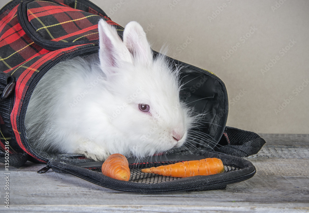 Advertising for pet shop with cute white funny bunny in pet bag