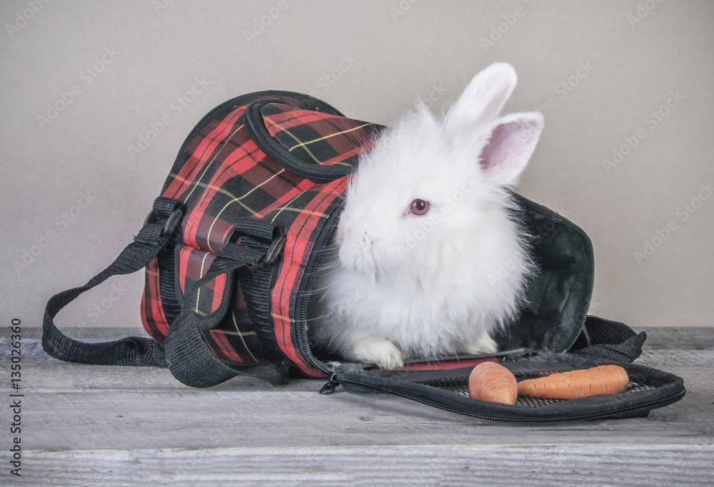 Advertising for pet shop with cute white funny bunny in pet bag