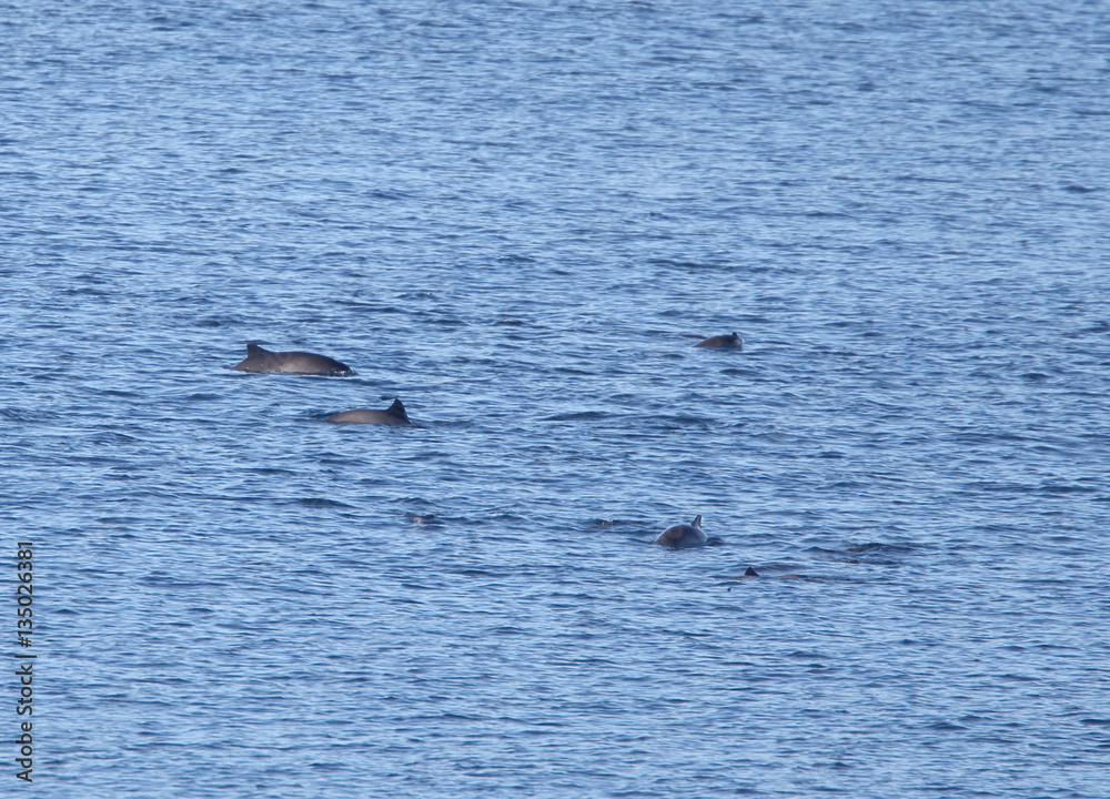 A pod of Harbour Porpoise (Phocoena phocoena) off Shetland, Scotland, UK. A pod of Harbour Porpoise (Phocoena phocoena) off Shetland, Scotland, UK.