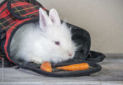 Obraz na płótnie Advertising for pet shop with cute white funny bunny in pet bag w salonie