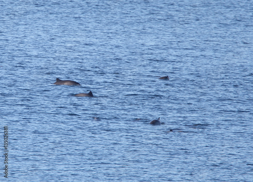 A pod of Harbour Porpoise (Phocoena phocoena) off Shetland, Scotland, UK.