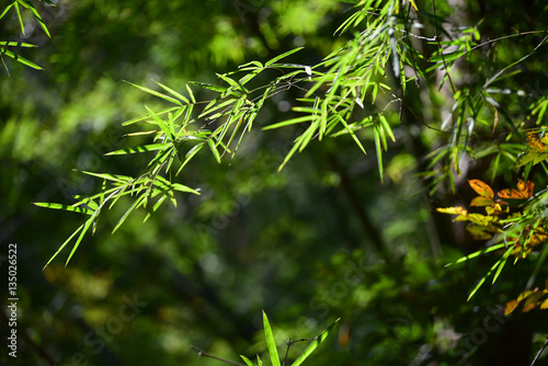 fresh green natural light background