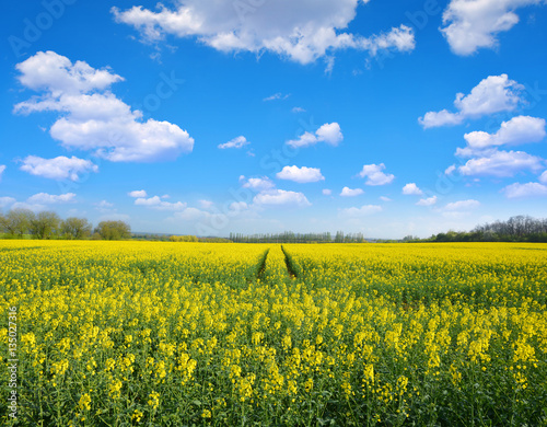 Yellow rapeseed flower field and blue sky with clouds, spring landscape.  © vencav