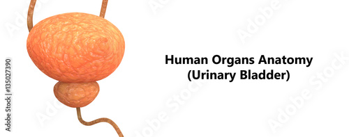 Human Body Organs (Kidneys with Urinary Bladder) photo