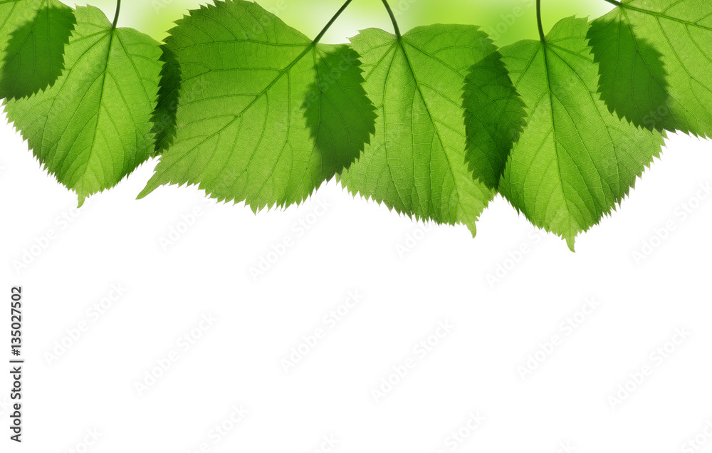 Fresh green spring leaves of linden isolated on white background. Fresh green spring leaves of linden isolated on white background.