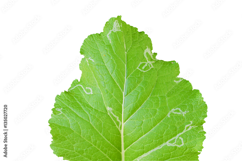 Lettuce on White
Lettuce on White