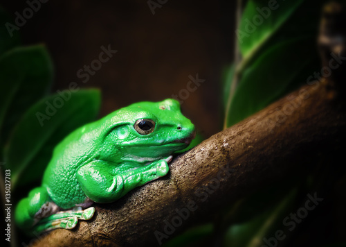 Grüner Frosch auf Baumstamm