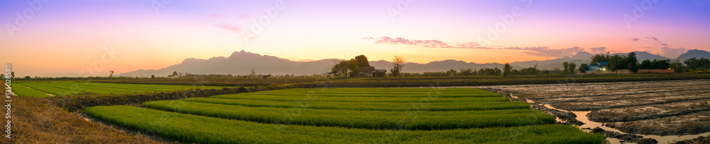 Panorama cornfield in Twilight time. Panorama cornfield in Twilight time.