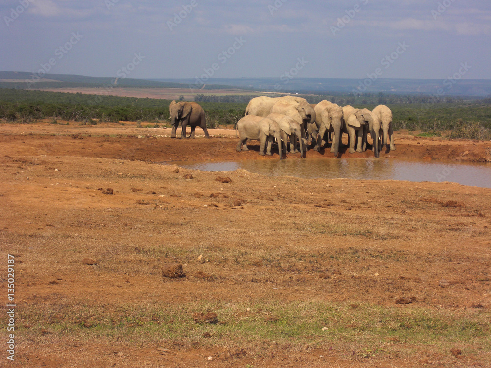 Group elephants at the water pool Group elephants at the water pool