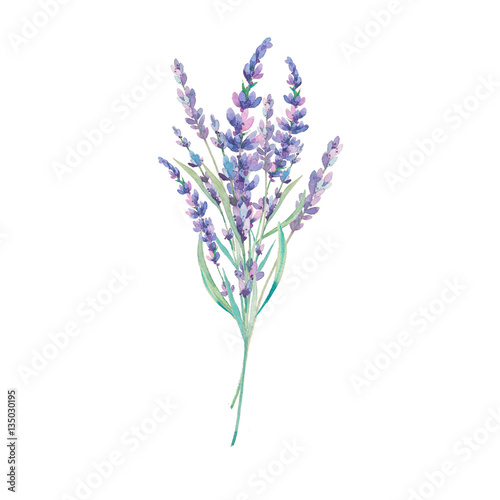 Watercolor lavender bouquet illustration. Hand drawn field flowers isolated on white background. Floral artwork