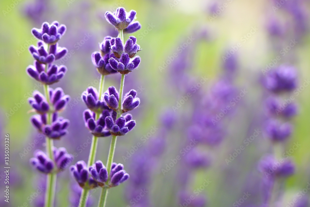 Fototapeta premium Beautiful Lavender flowers with copy space