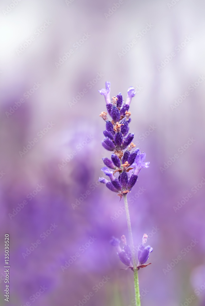 Lavender flower close up