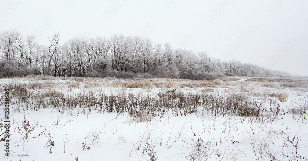 winter landscape of snowy field 