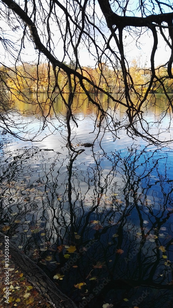 tree on water tree on water