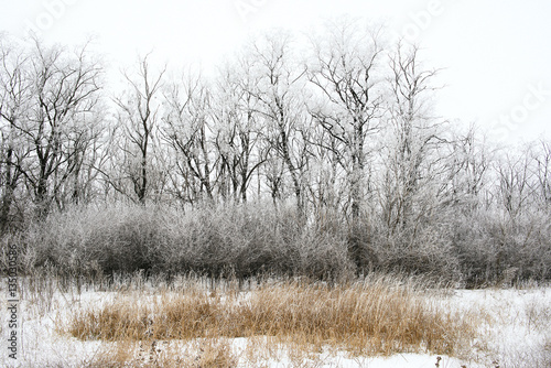 winter landscape of snowy field 