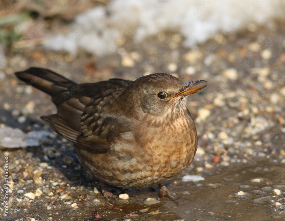 Fototapeta premium Eurasian Blackbird, Turdus merula