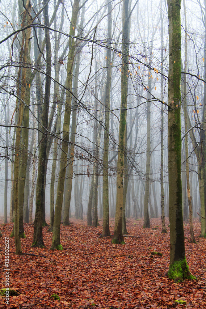 English woodland on a foggy misty morning English woodland on a foggy misty morning