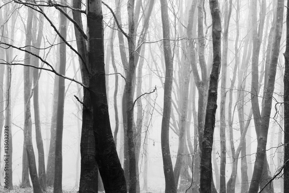 English woodland on a foggy misty morning English woodland on a foggy misty morning