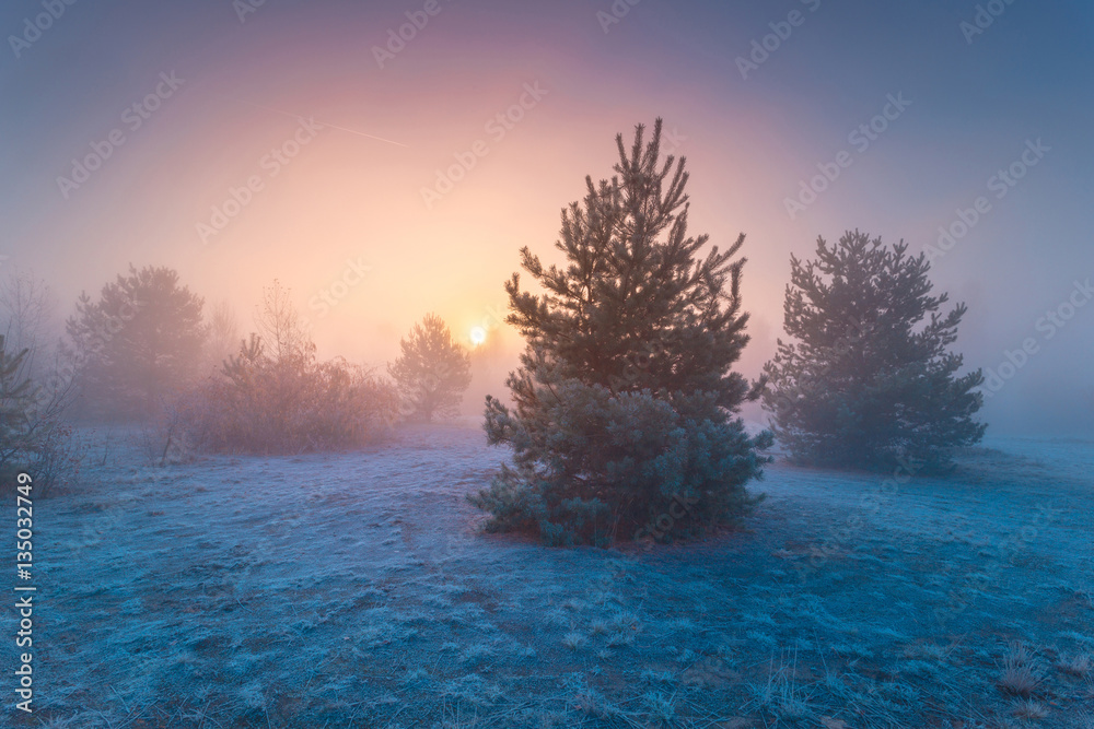 Young pine trees and grass, covered by hoarfrost, in autumn foggy landscape.