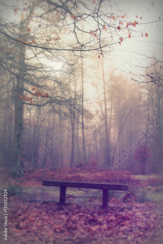 Bench in woodland on a foggy misty morning