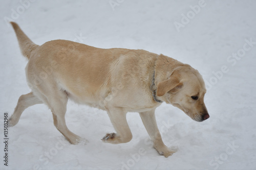 Dog breed Labrador resting on a winter walk © 0608195706081957